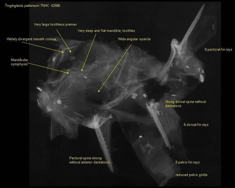 X-ray of Trogloglanis pattersoni tissue mass containing bones